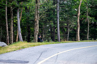 JRV_4432